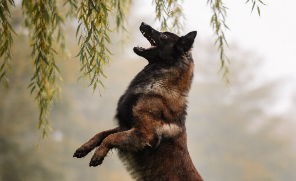 Adolescence chez le chien : phase de transition et comportements typiques